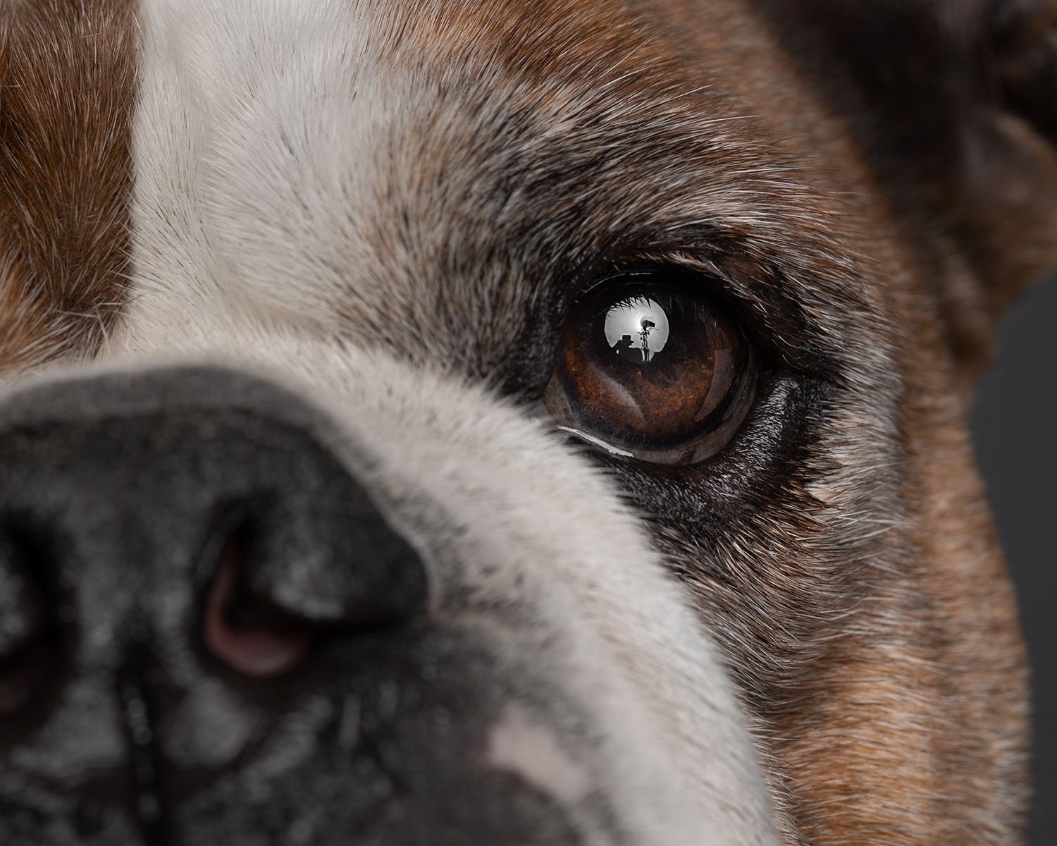 Extreme close-up macro photograph of a dog's brown eye and partial face showing white and brown fur details.