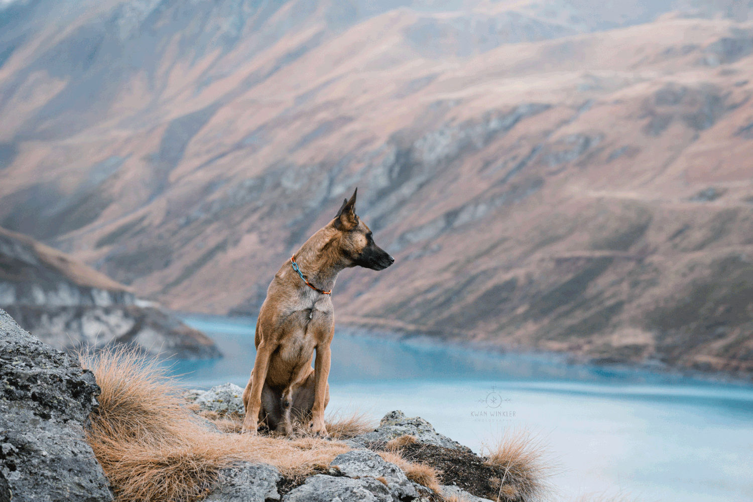 Malinois