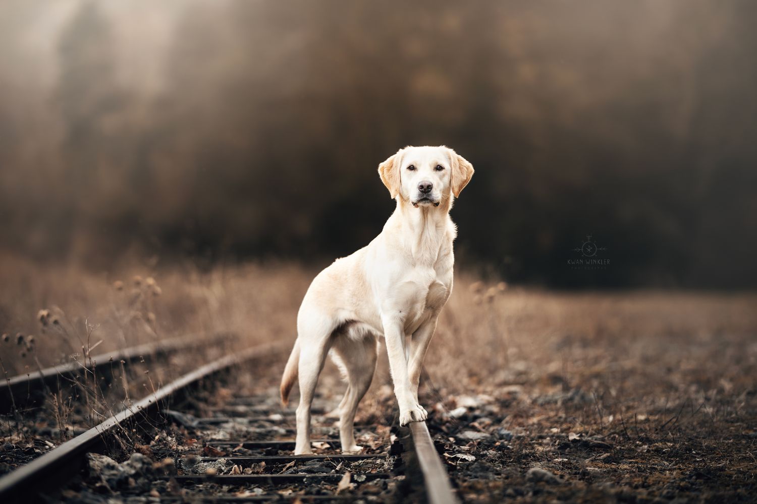 Mix labrador
