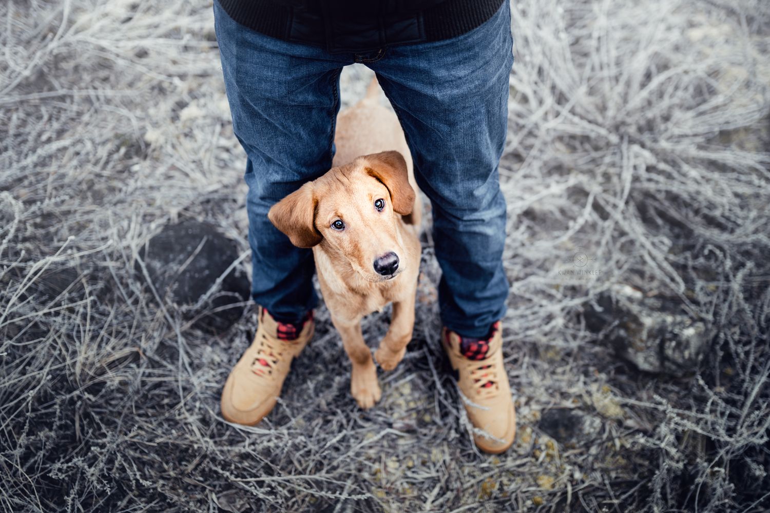 Labrador
