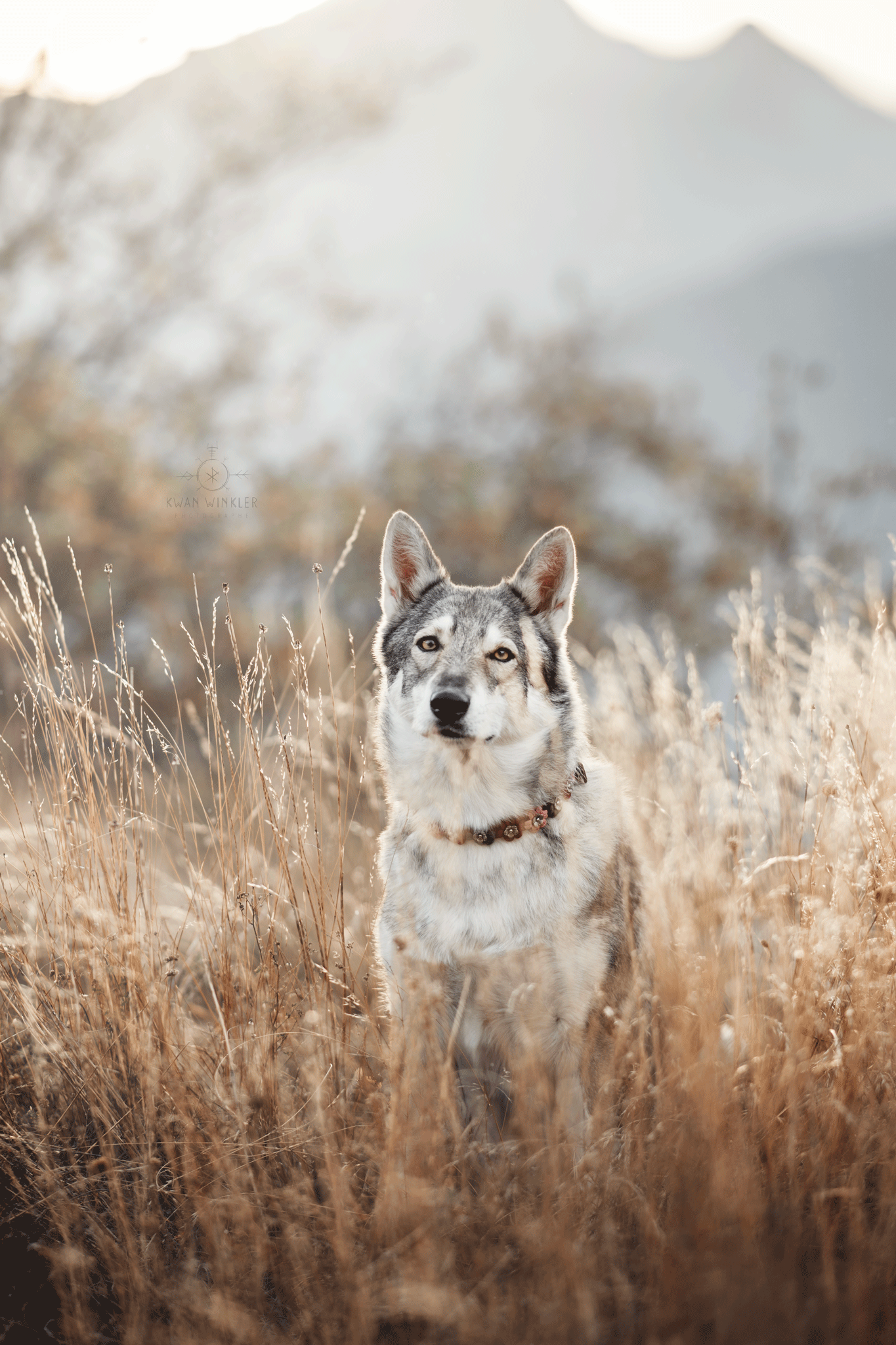 Loup de Saarlos