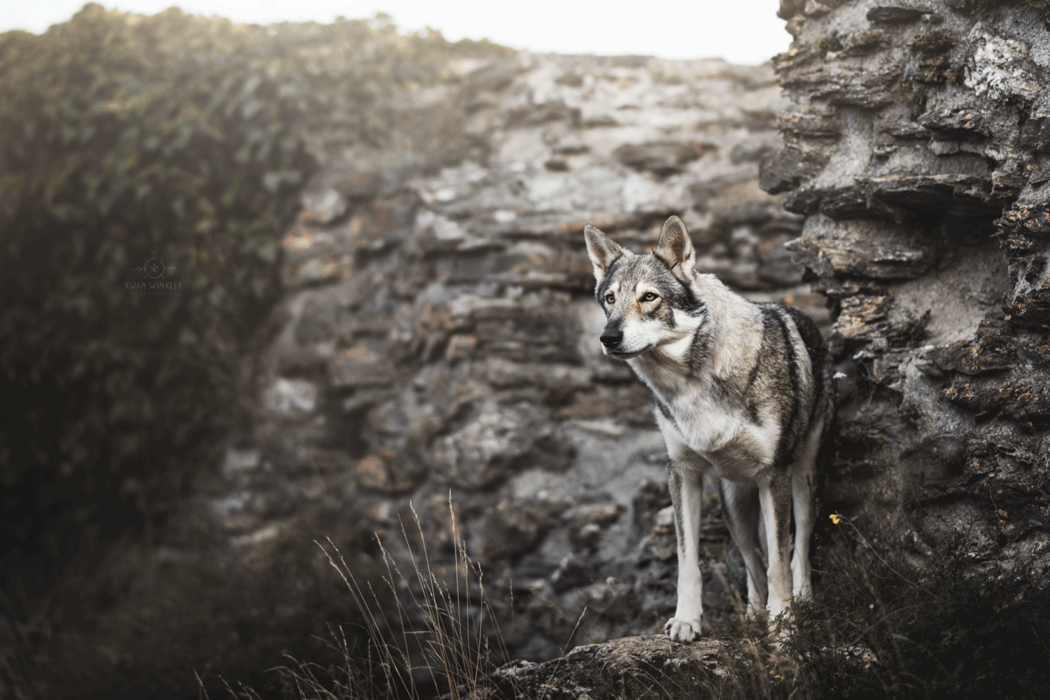 Loup de Saarlos
