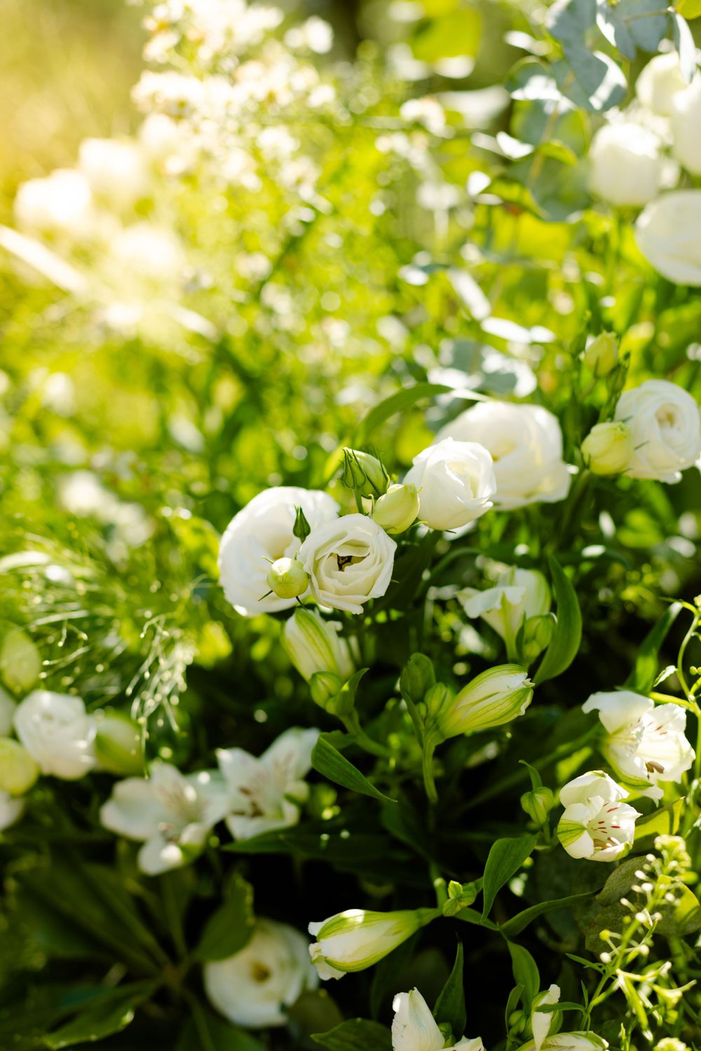 Delicate white ranunculus flowers blooming in a garden with soft sunlit green foliage.