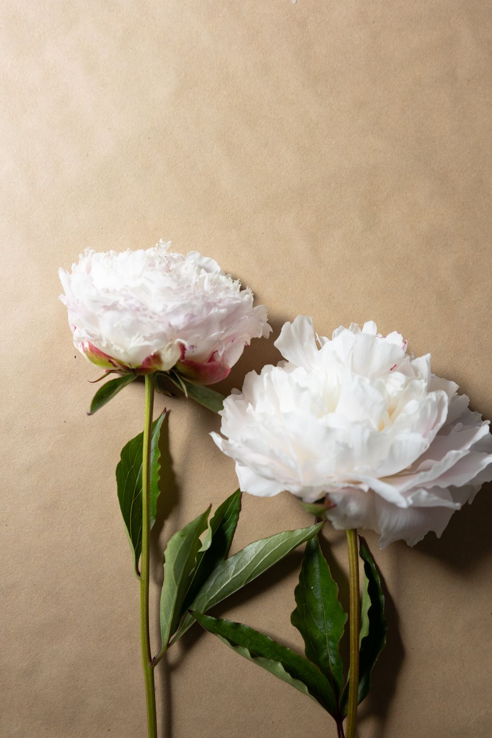 2 white peonies lying on a brown paper background