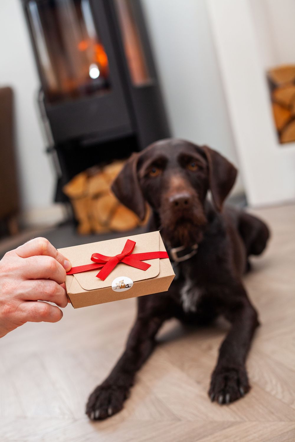Brown dog lying down in front of a log stove, with a hand holding a box, tied with a red ribbon.