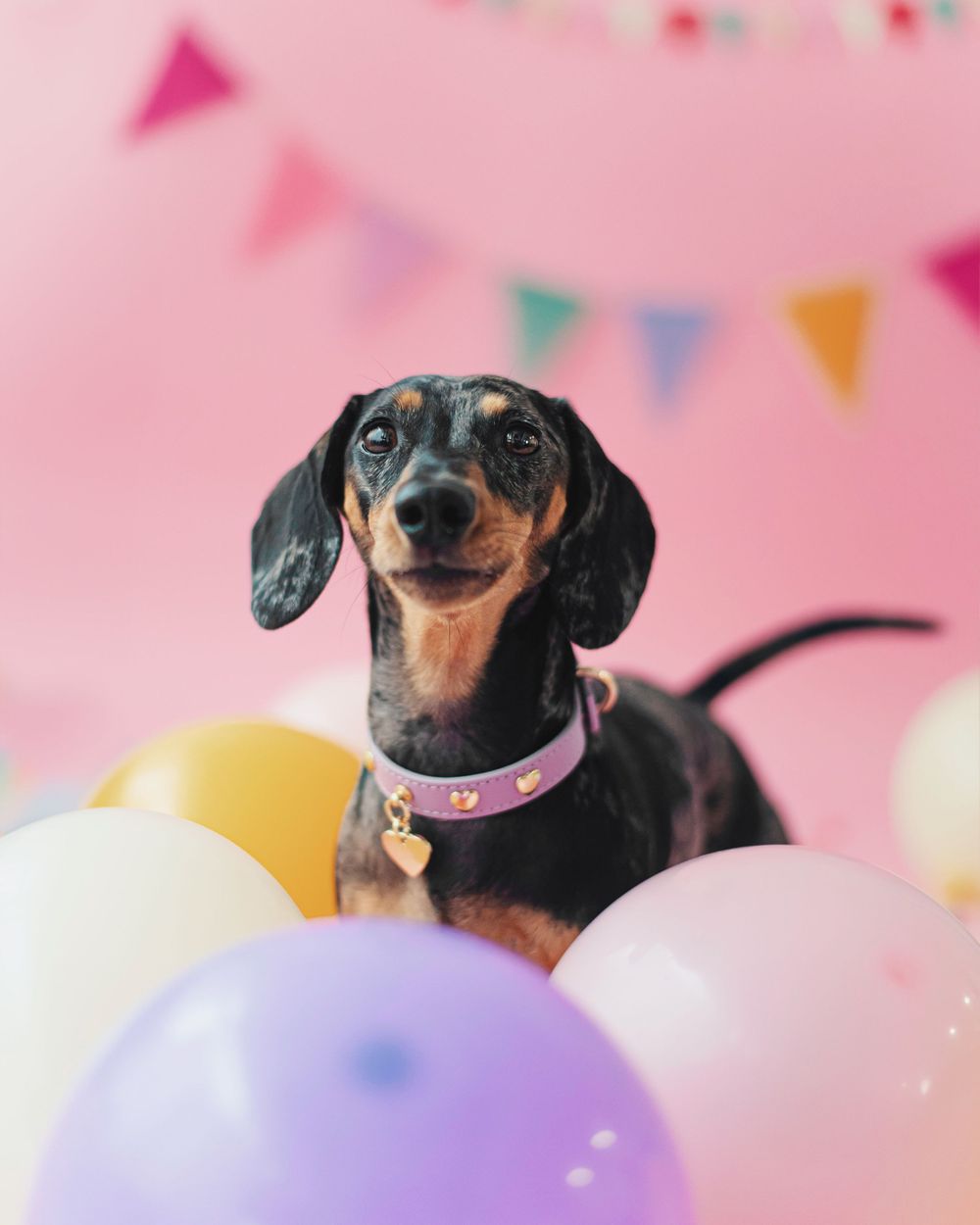 skolldog, skölldog, cumpleaños de perros, fotografia de mascotas, vigo, fotografos galicia, estudio fotografico