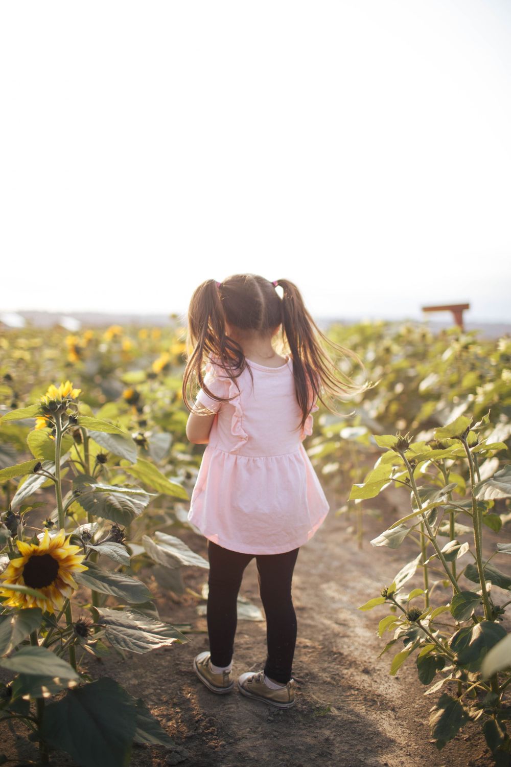 Snohomish family photographer: a young girl runs through the sunflower fields in Snohomish WA