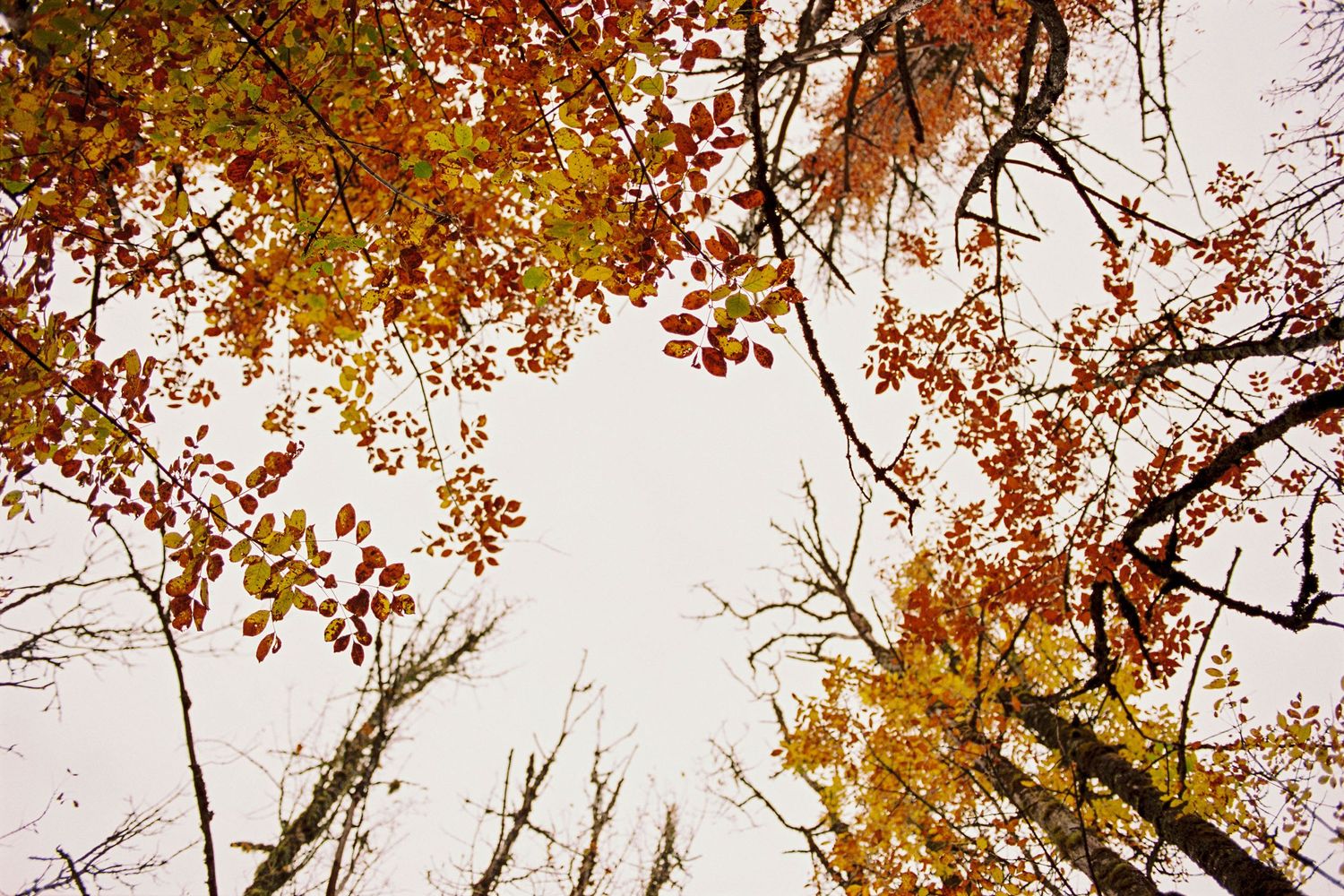 Fall leaves during family portrait session in Seattle, Washington on film; editorial family photographer