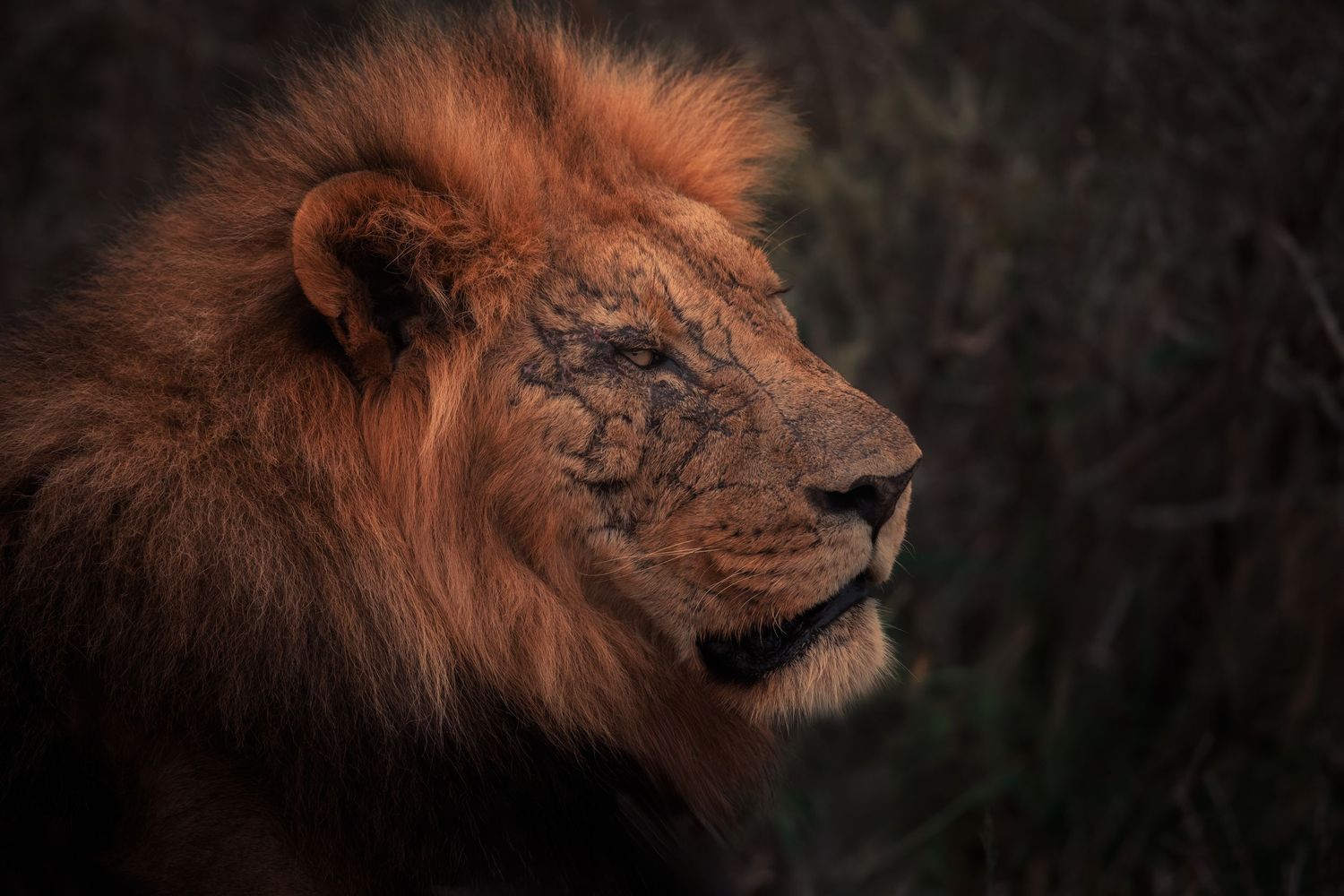 Male lion resting on a shale bed with golden mane catching the sun