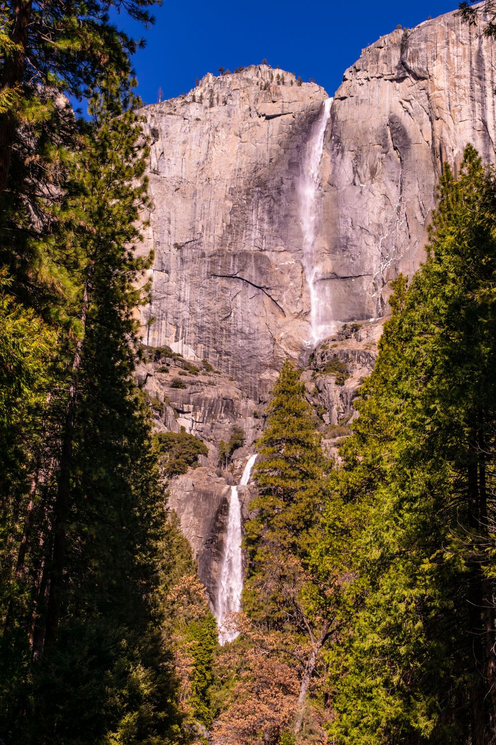 Yosemite Falls cascades down massive granite cliffs surrounded by evergreen forest on a sunny day.