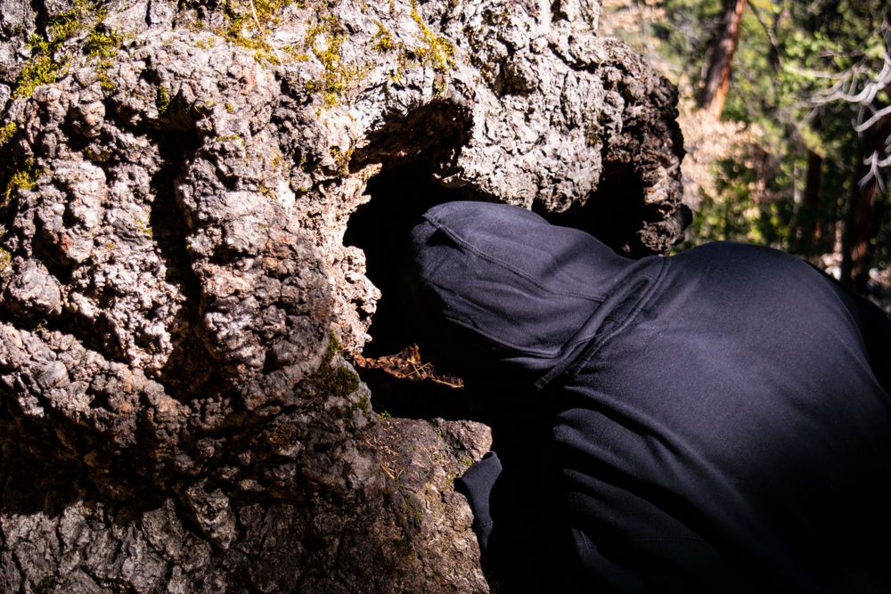 Close-up view of dark textured tree bark in forest setting.
