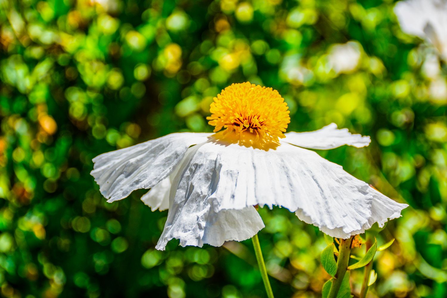 Close-up of a white daisy flower with yellow center against blurred green background.