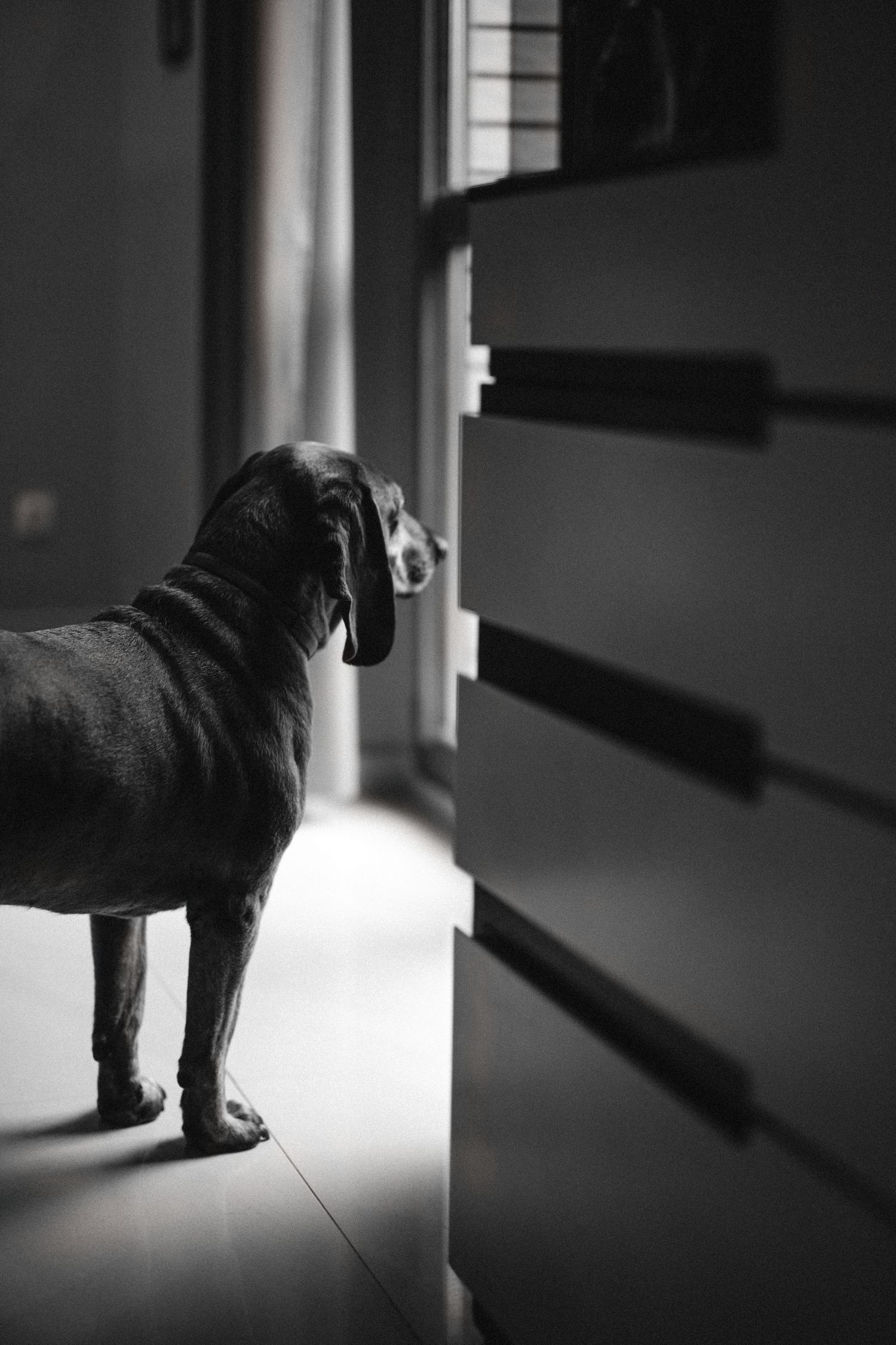 A black dog stands silhouetted in a dark hallway looking out a window.
