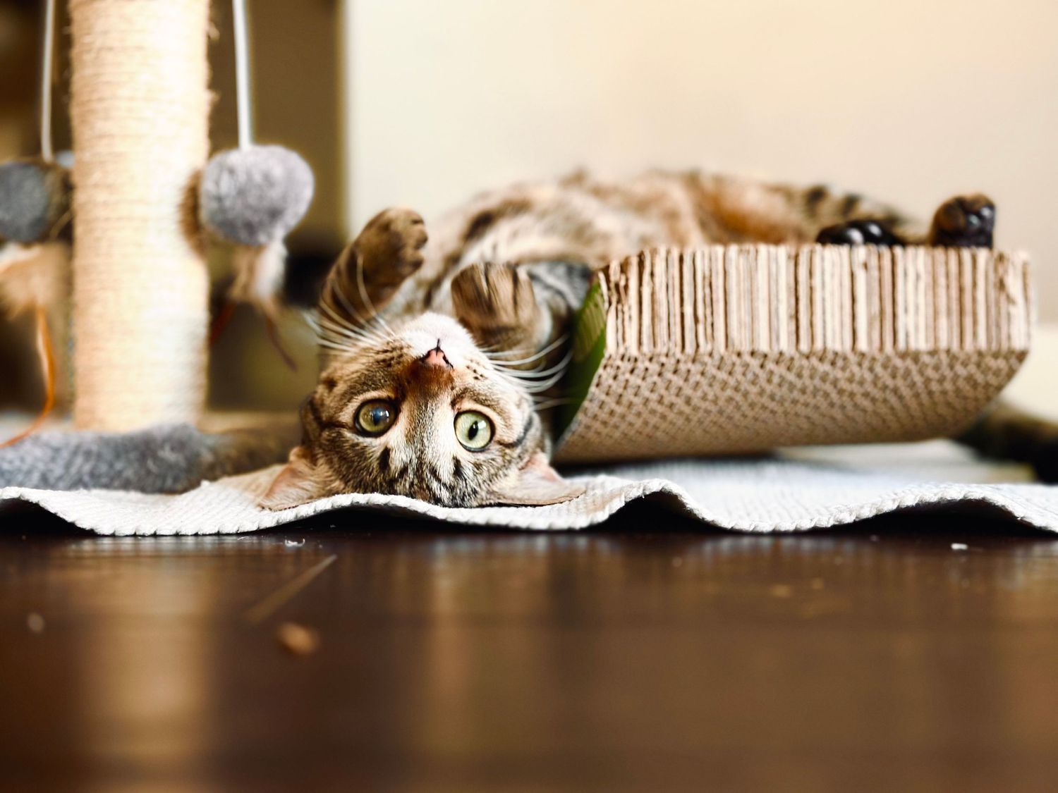 Miss Jane the tabby kitten loves being playful.