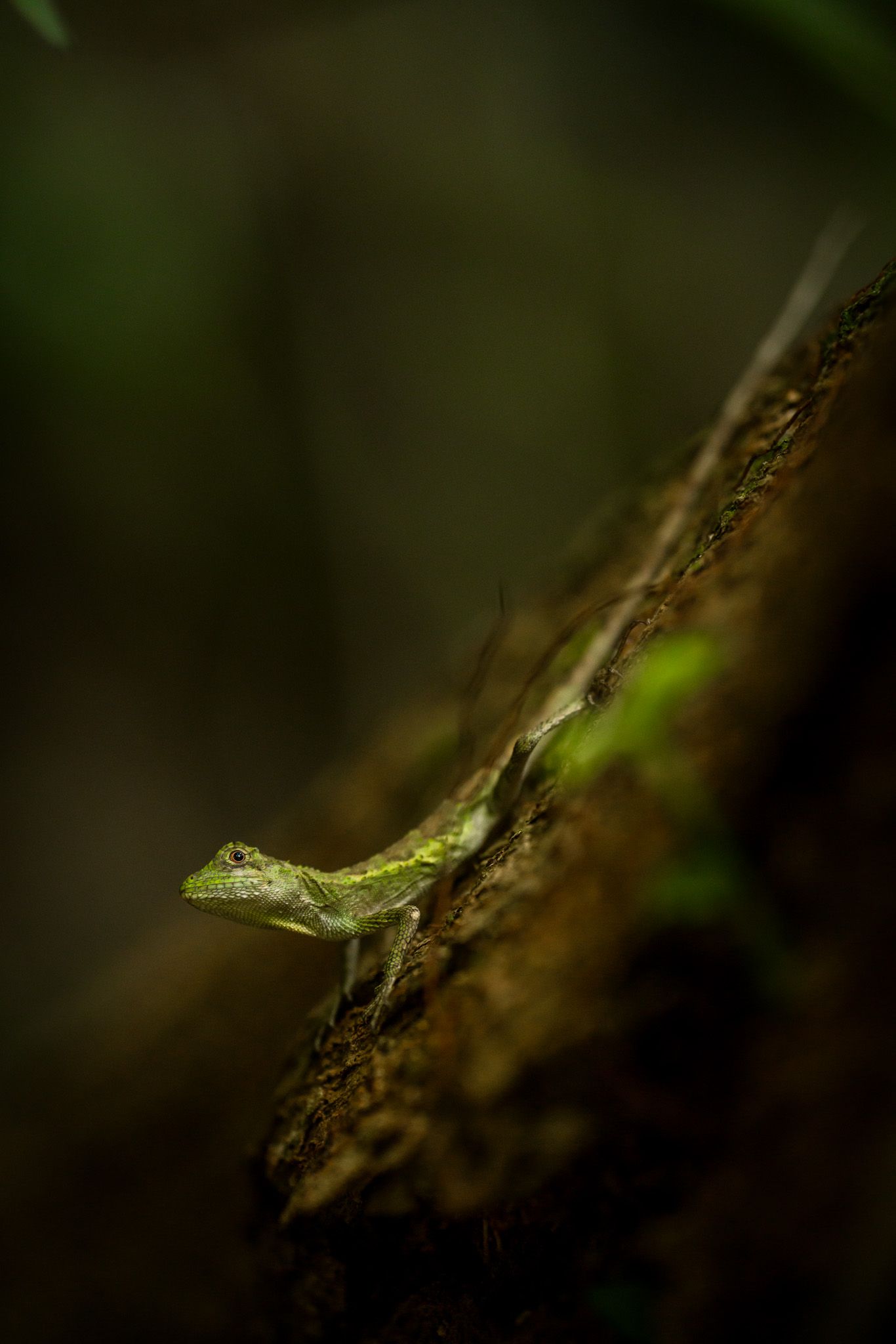 Close-up macro shot of tiny green lizard on dark tree bark.