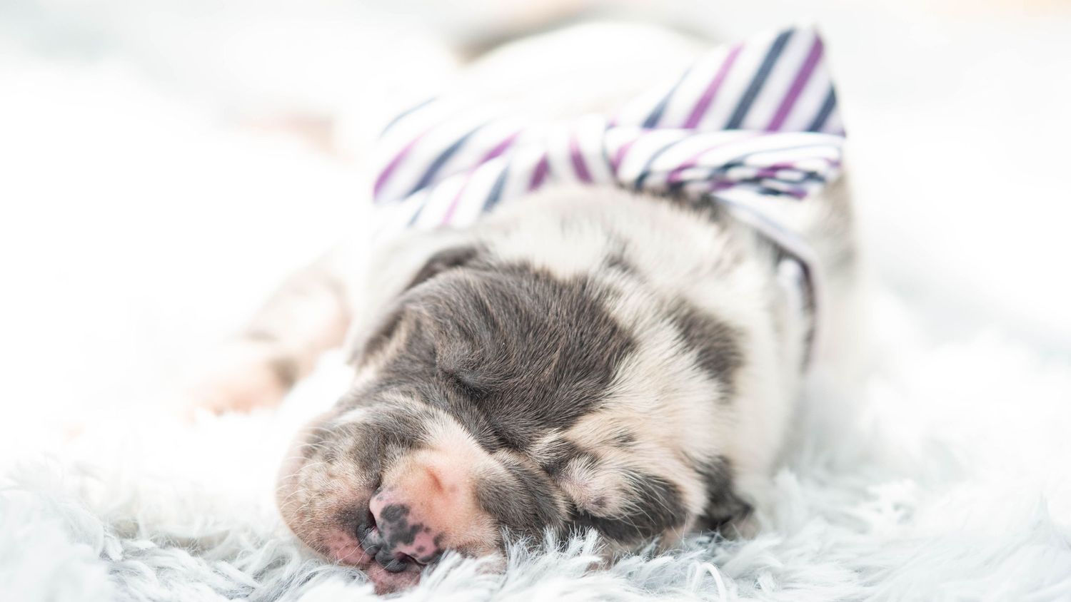A newborn merle Great Dane puppy sleeping on a fluffy white blanket wearing a striped ribbon.