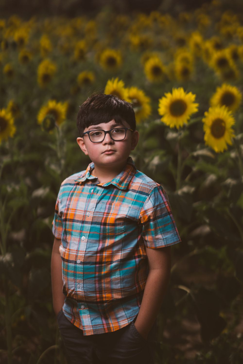 Portrait sequence of young child in plaid shirt against vibrant sunflower field.
