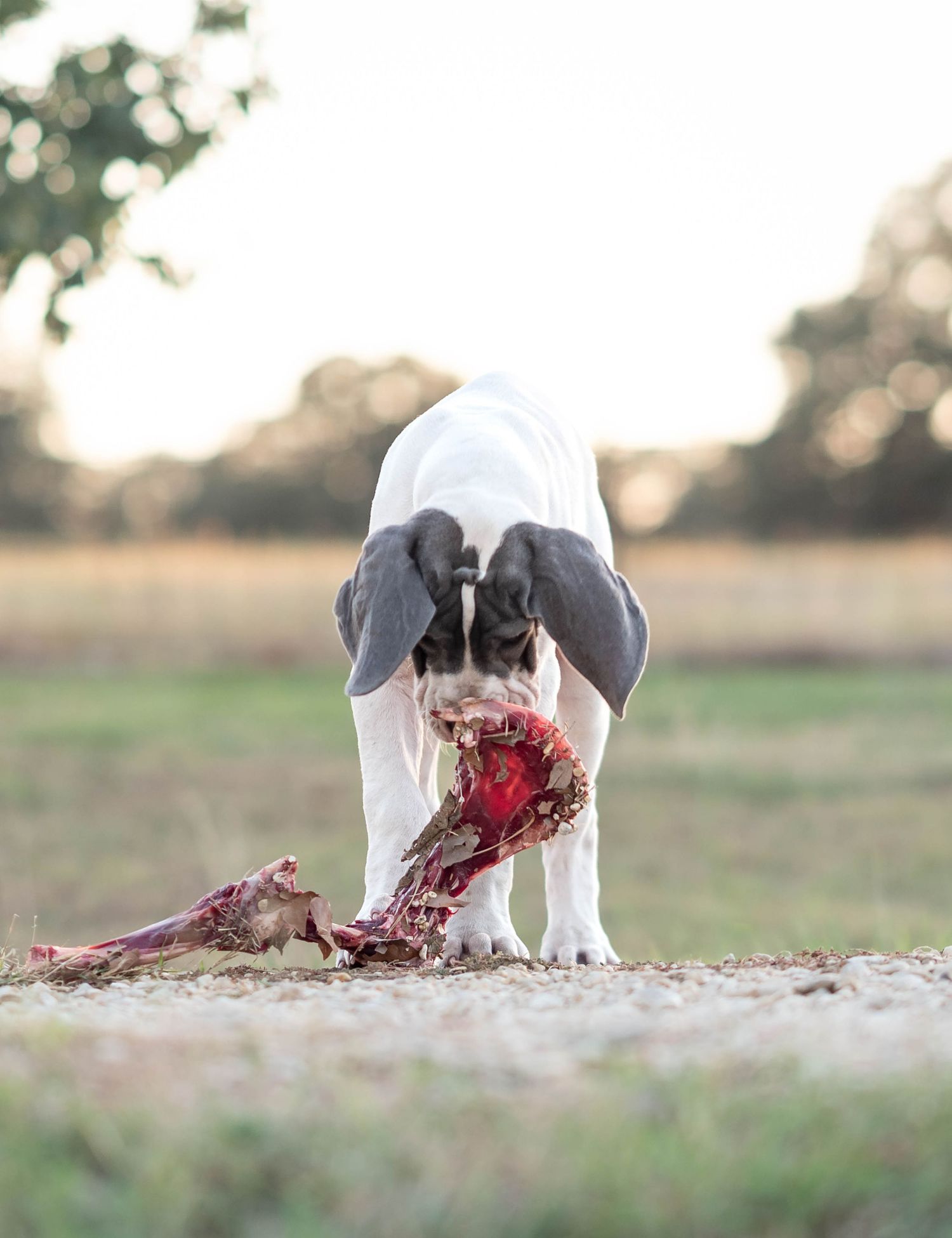 White Great Dane dog eating raw meat bones in an open field at sunset.