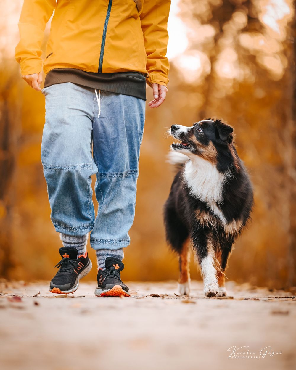 A dog stands in a field with a blurred background of fall foliage.