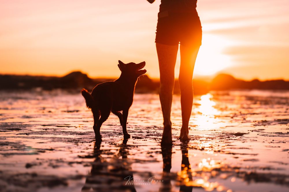 A silhouetted person walks with their dog along the shoreline at sunset.