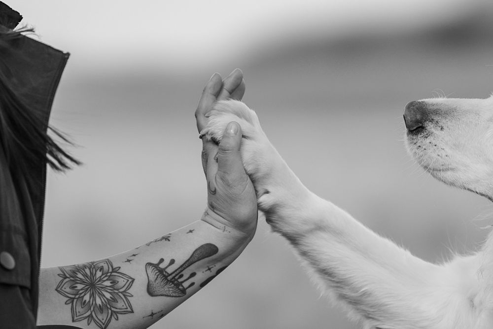 Black and white photo of a tattooed person high-fiving a white dog with their paw outdoors.