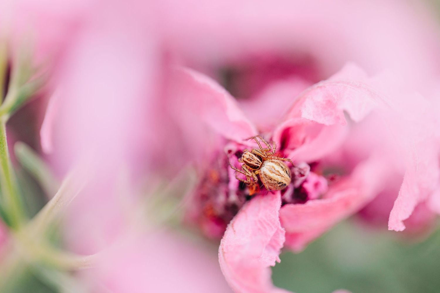 macro photos