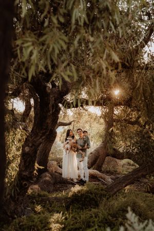 Family portrait among twisted olive trees at golden hour with sun flare.