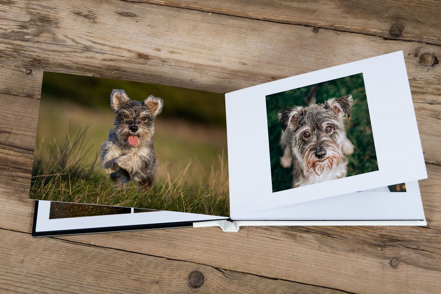Photo album displaying two terrier dog portraits on rustic wooden background.