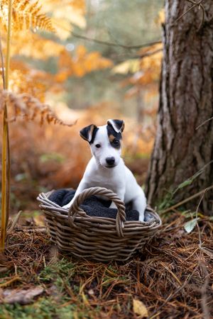 chiot Jack Russell dans un panier en forêt lors d’une séance photo en automne dans les Yvelines
