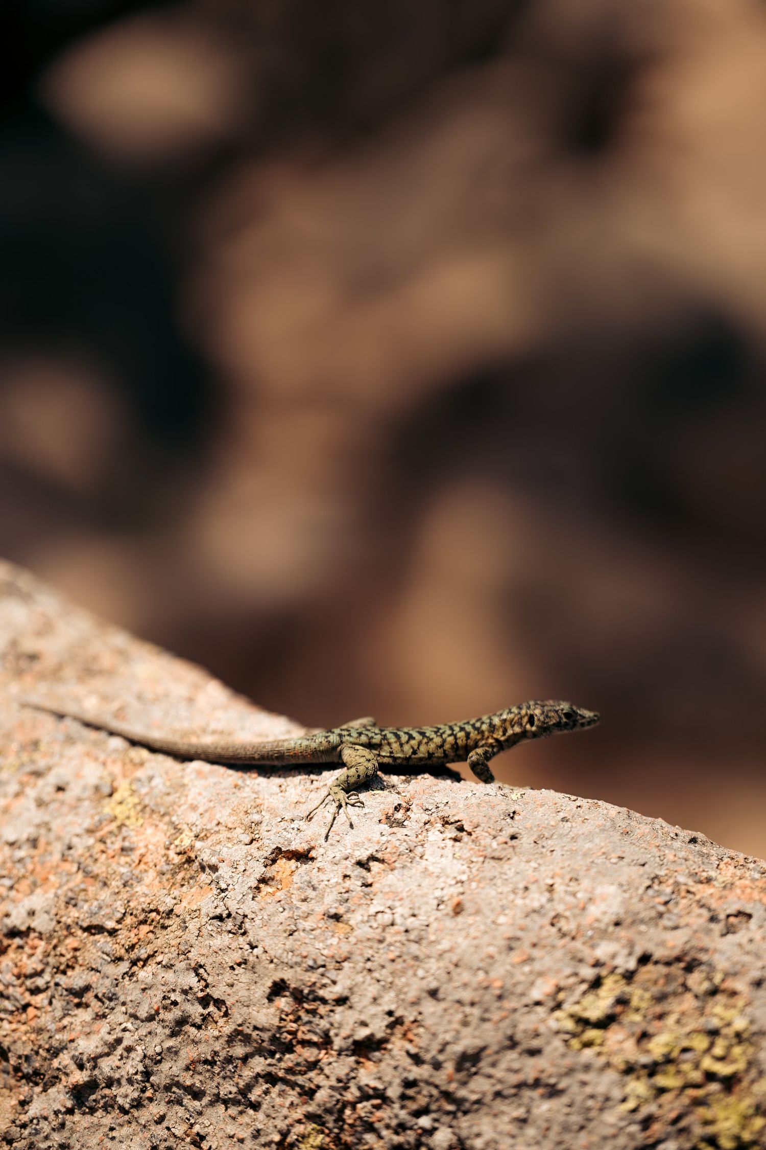 lézard sur un rocher aux aiguilles de bavella