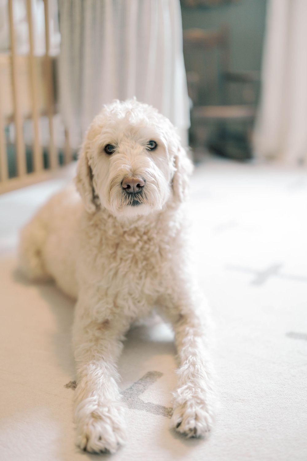 Fluffy white goldendoodle lying on a cross-pattern nursery rug looking directly at the camera.