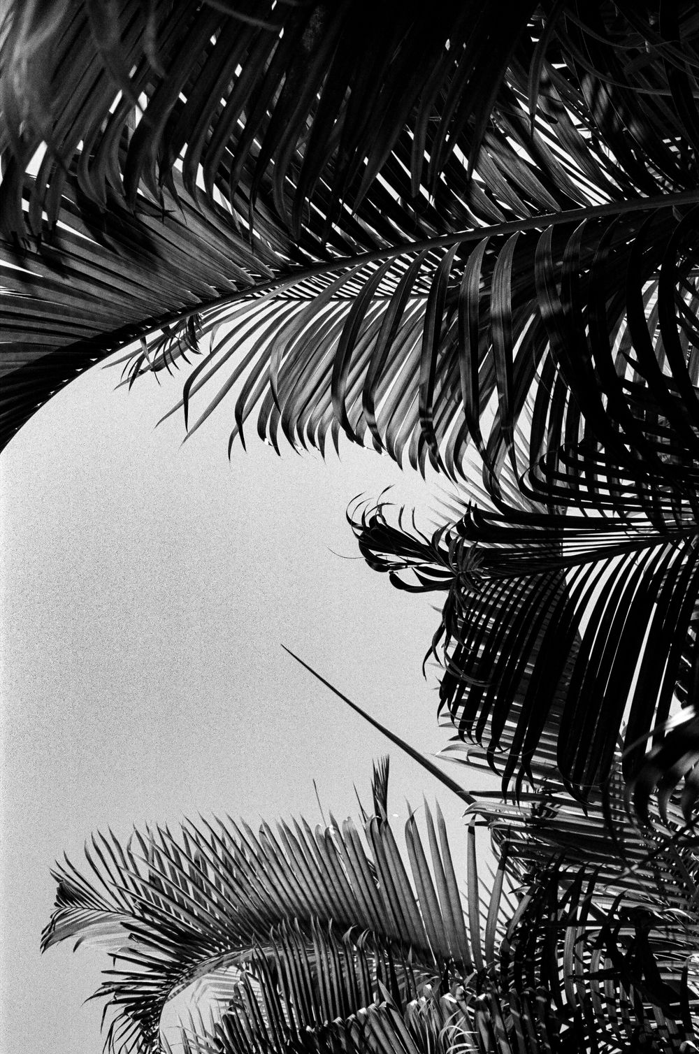Black and white palm fronds create a dramatic silhouette against a bright sky in a minimalist tropical scene.