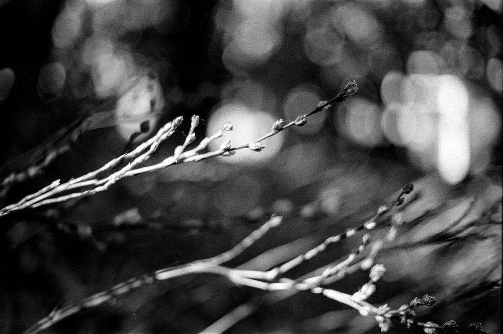 Abstract black and white bokeh lights create a dreamy pattern of blurred circles and streaks against a dark background.