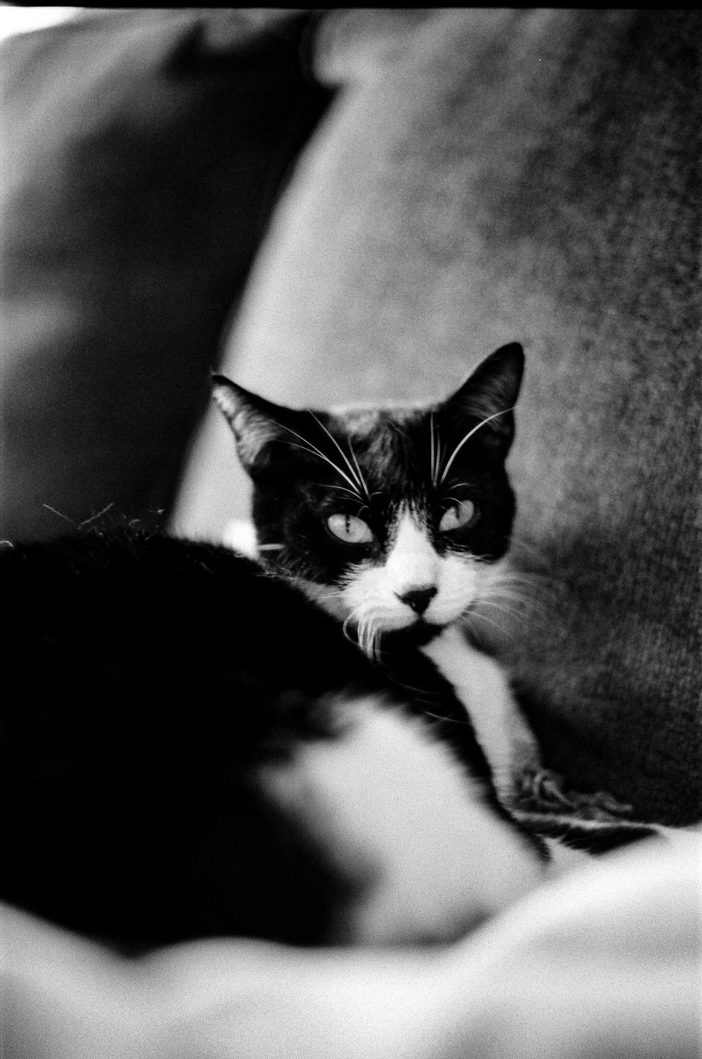 Black and white cat resting in soft focus with striking contrast between dark fur and bright eyes.