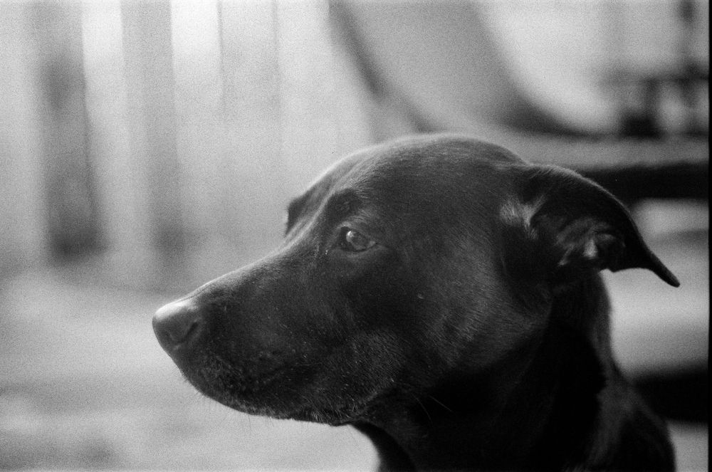 A black and white photo sequence showing different angles and expressions of a dark-colored dog's profile.