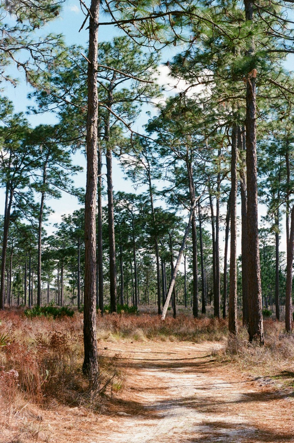 A winding dirt trail curves through a pine forest with tall trees and reddish-brown undergrowth.