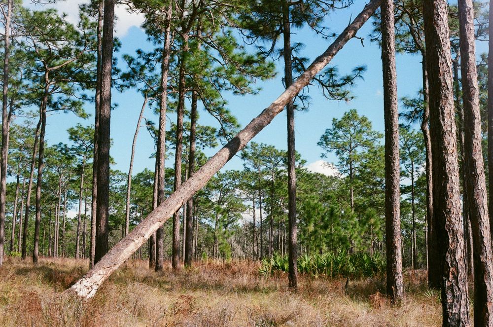 Scenic panoramic view of tall pine trees in a forest with sunlight filtering through the branches and blue sky above.