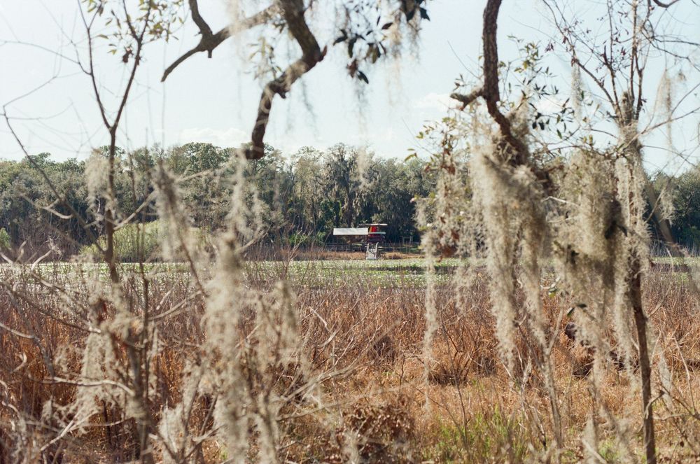 Spanish moss hangs from bare tree branches in a marshy winter landscape.