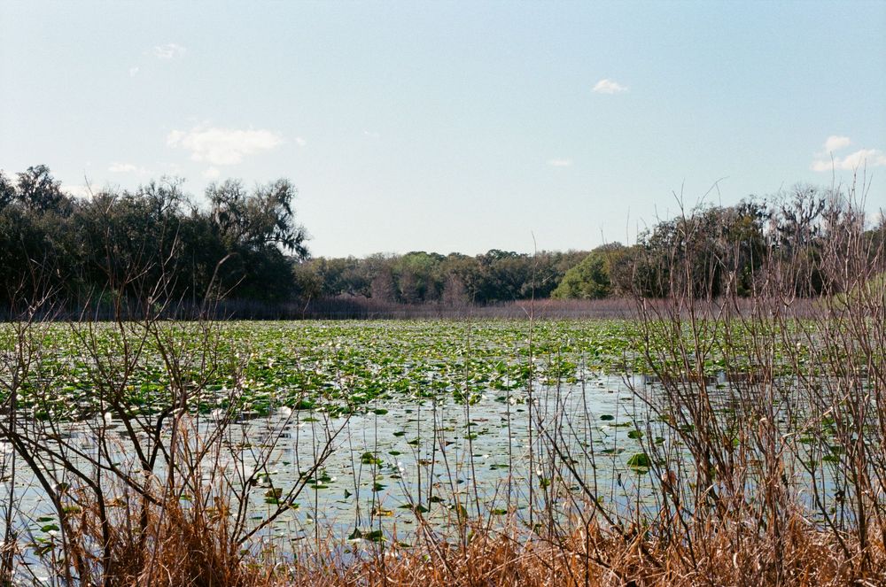 A panoramic view of a wetland lake surrounded by marsh grasses and winter vegetation.