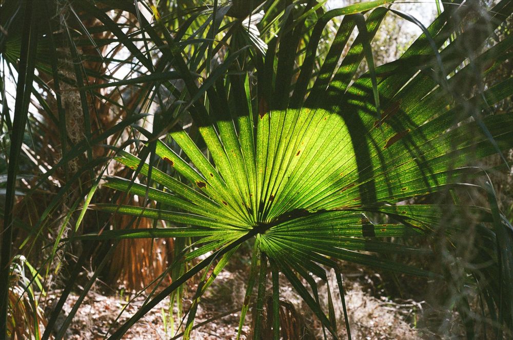 A lush tropical garden with vibrant green palm fronds and foliage creating a natural canopy.