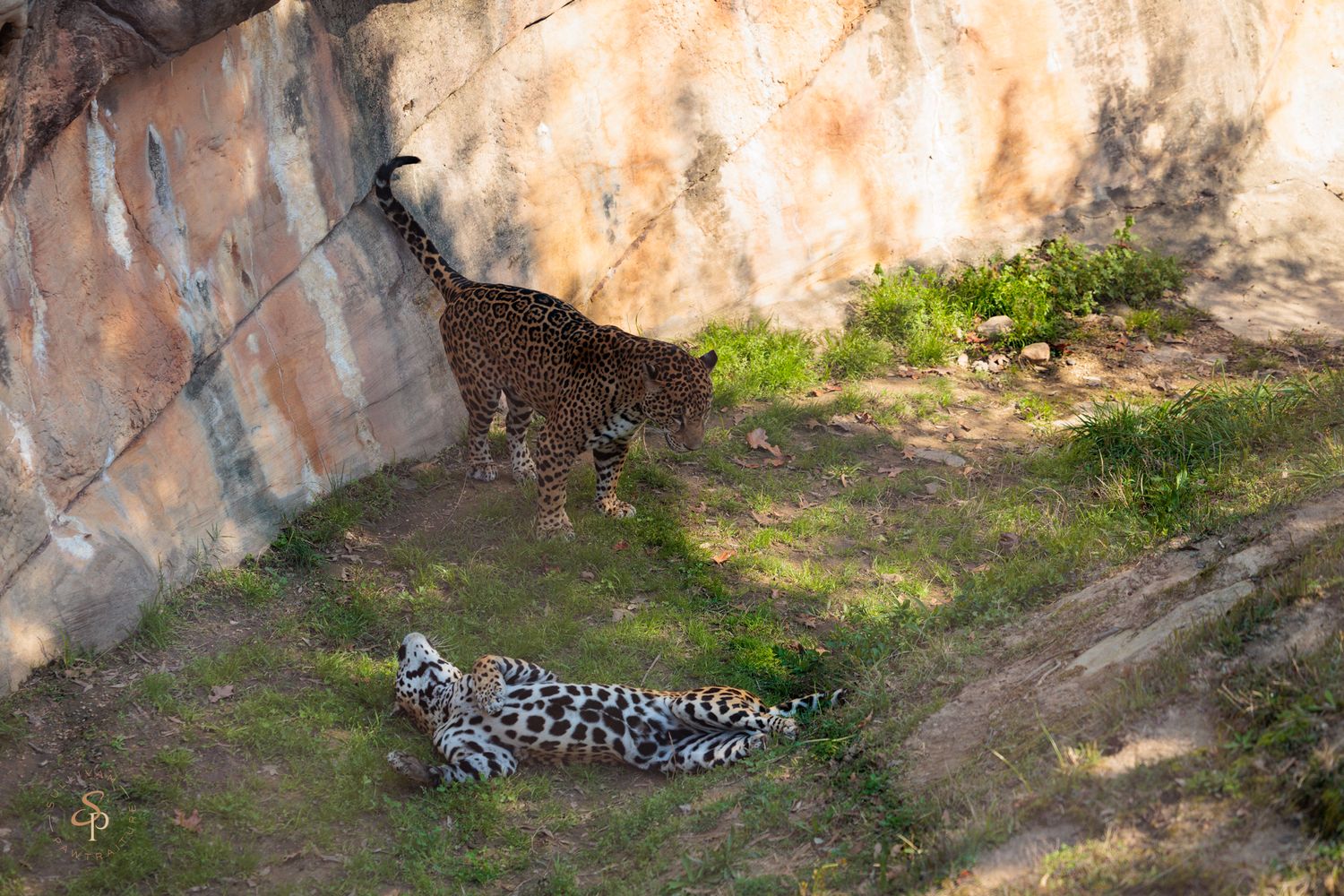 A black and white spotted dog lies in the dirt near a stone wall while casting a shadow.