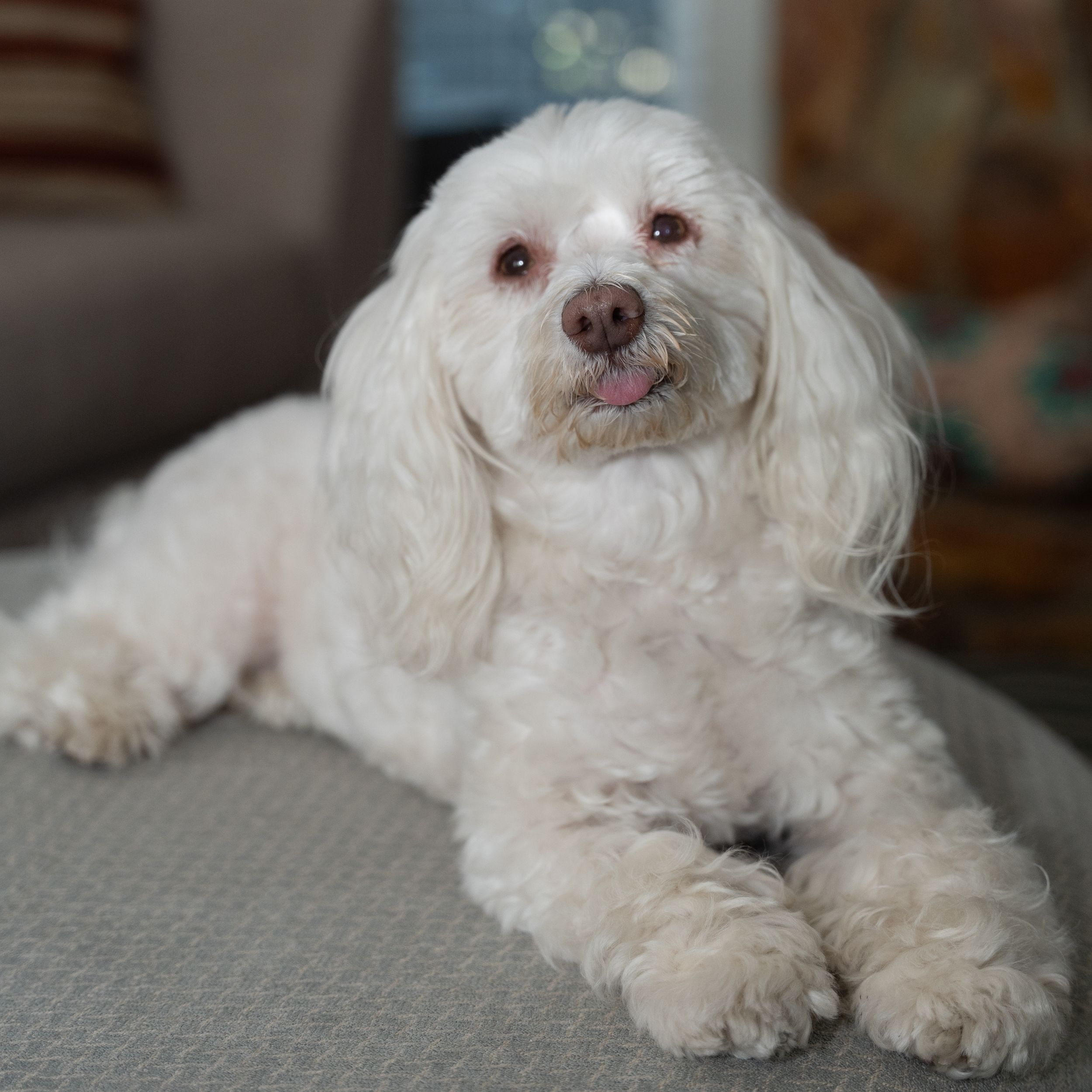 A fluffy white Maltipoo dog lying on a gray cushion with tongue out, looking adorable indoors.