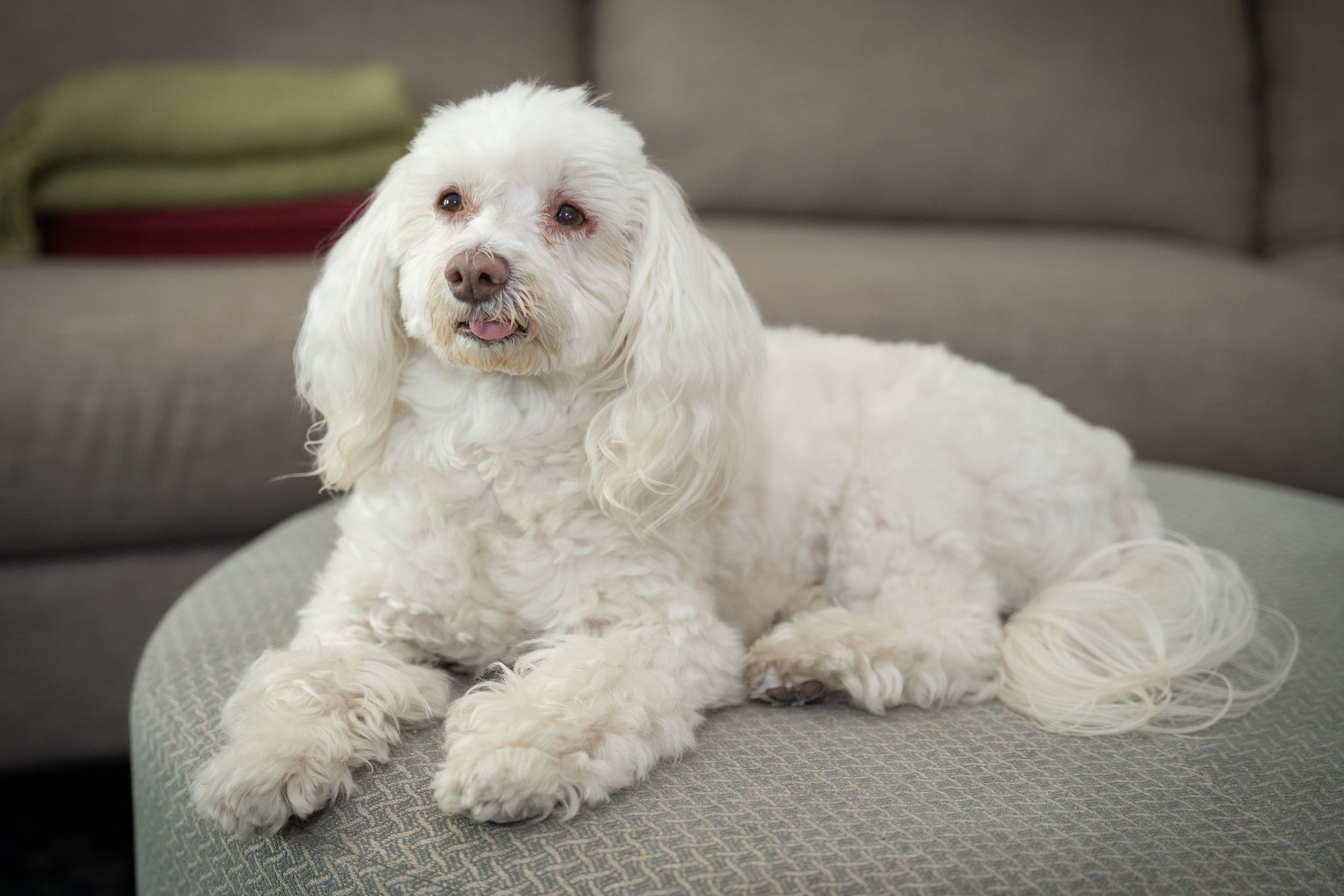A fluffy white Poodle mix dog resting on a gray ottoman in a cozy living room setting.