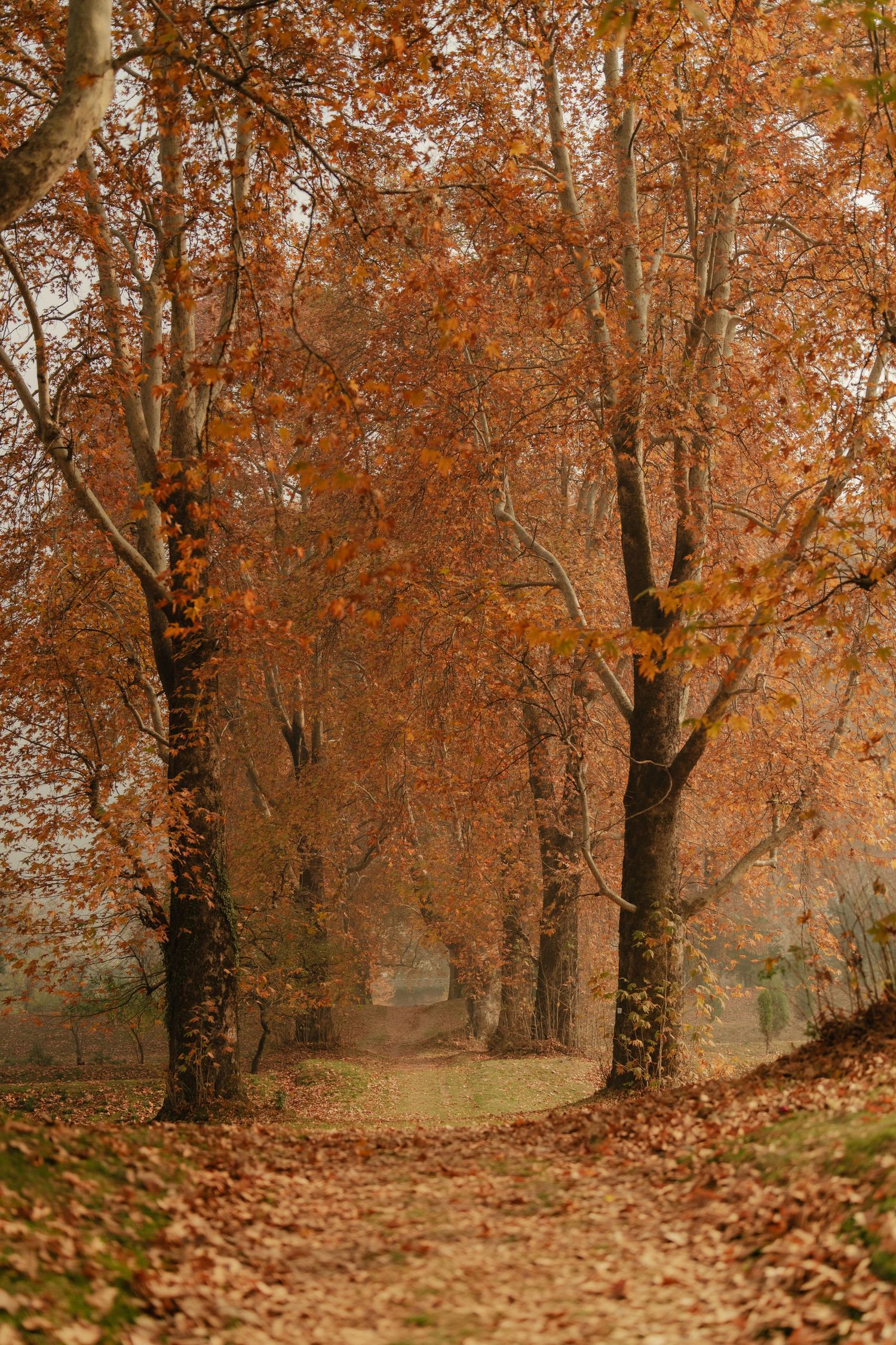 A serene autumn forest path lined with trees displaying vibrant orange and red foliage, covered in fallen leaves.