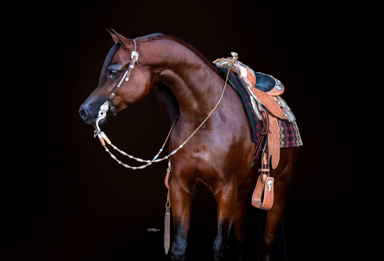 Bay Arabian stallion in western tack photographed against a black background