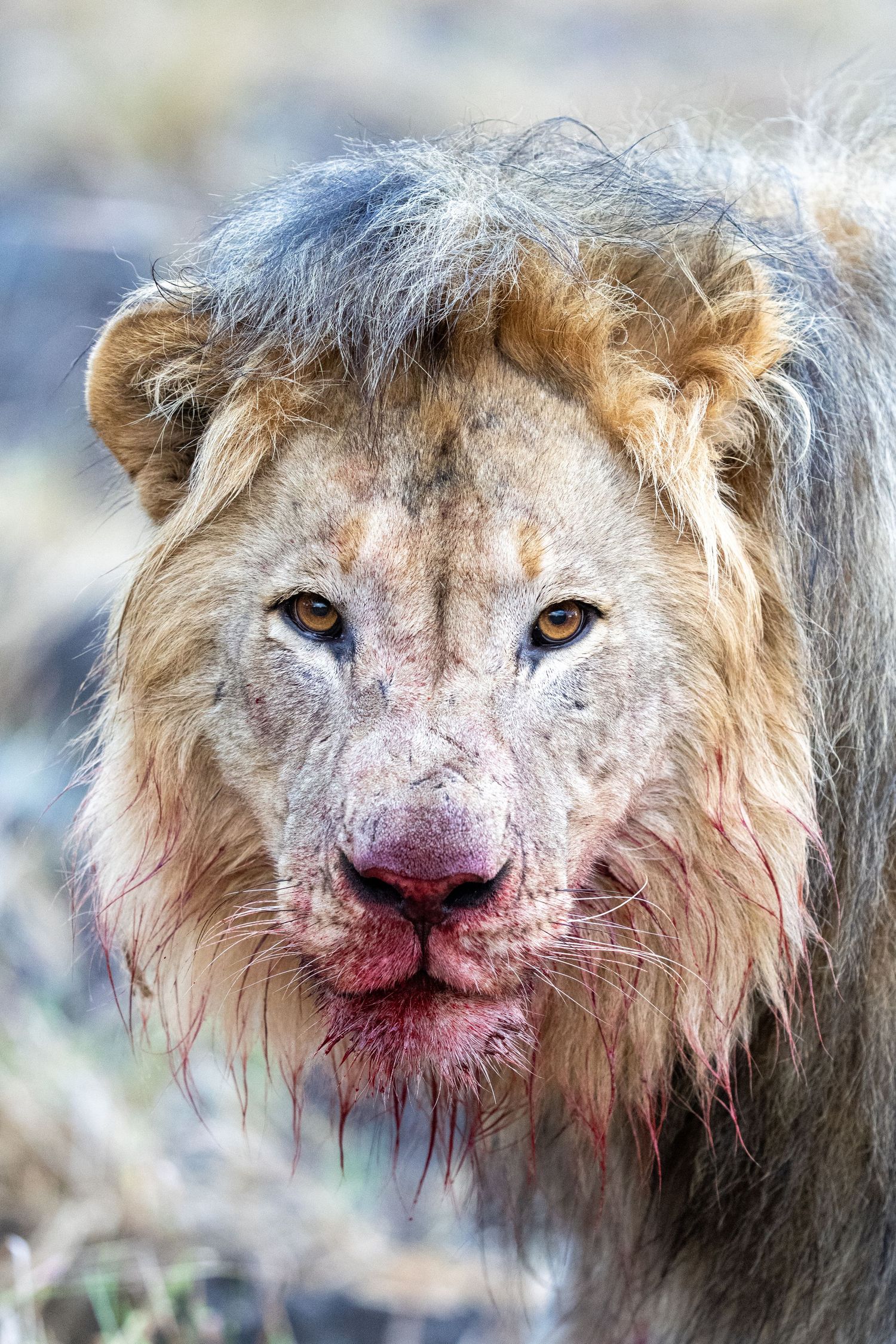 Close-up portrait of a male lion with blood-stained muzzle and disheveled mane after a kill in the wild.