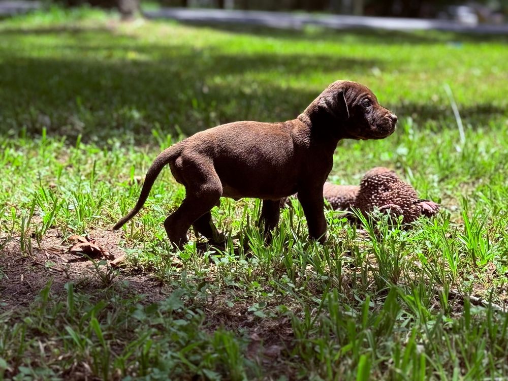 A chocolate Labrador puppy stands alert in lush green grass outdoors, with another puppy resting nearby.