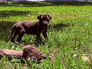 Chocolate Labrador puppy standing in green grass outdoors on a sunny day, with a stuffed animal toy nearby.