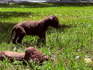 A chocolate Labrador puppy stands on green grass outdoors next to a chewed toy on a sunny day.