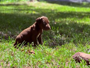 Chocolate Labrador puppy sitting on green grass in sunlight, exploring the outdoors.